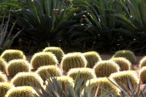 The glowing crowns of a group of Golden Barrel cacti backlit by the sun.