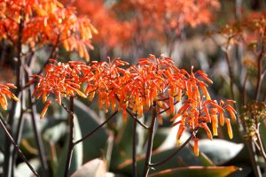 A close-up of brightly colored Coral Aloe flowers.