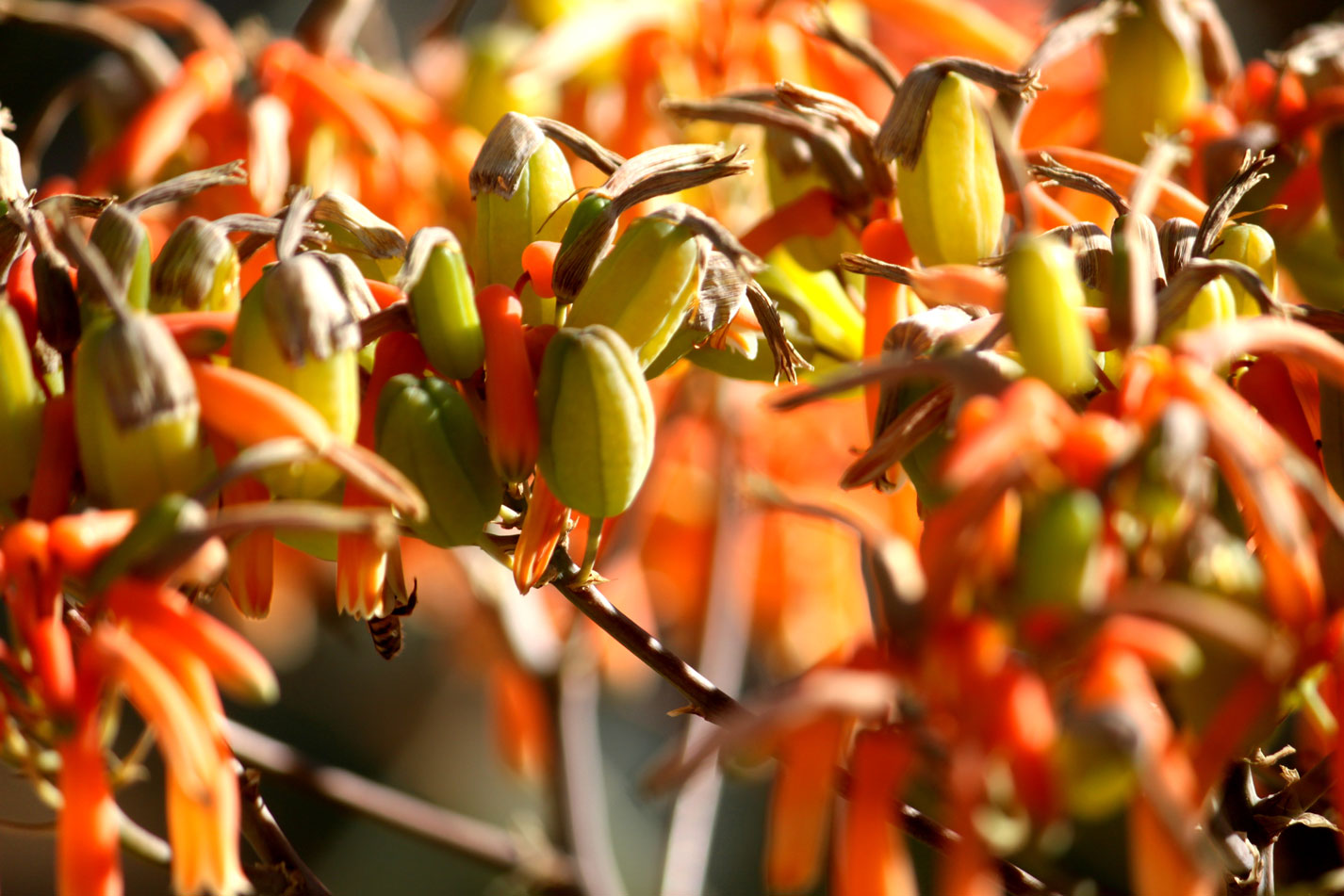 A close up of a mass of Coral Aloe flowers and bright green seed pods.