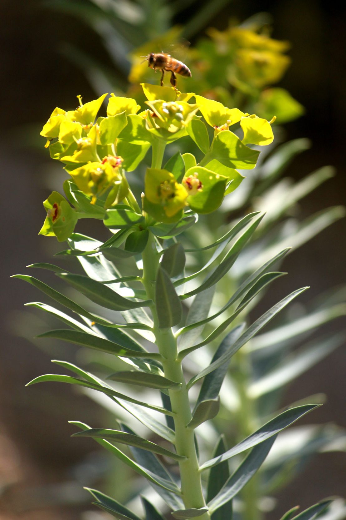 A close-up of the symmetrical flower of the Gopher Plant.