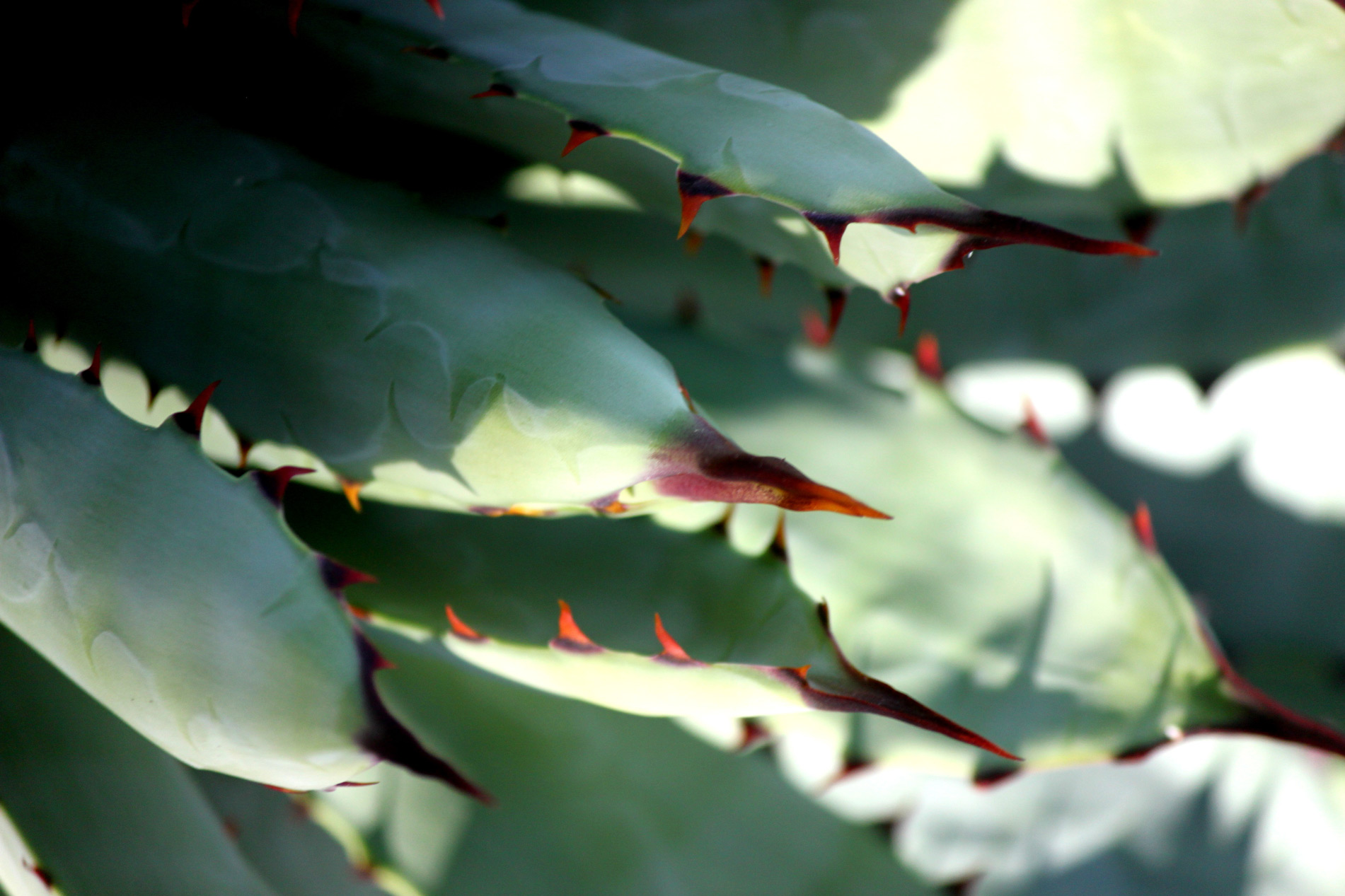 A close-up of the leaves and spines of the Black-spined Agave.