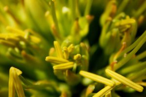 A close-up of the yellow flowers of the Smooth Agave.