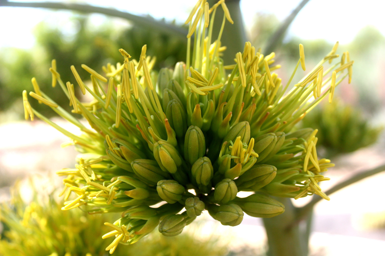 A close-up of the yellow flowers of the Smooth Agave.