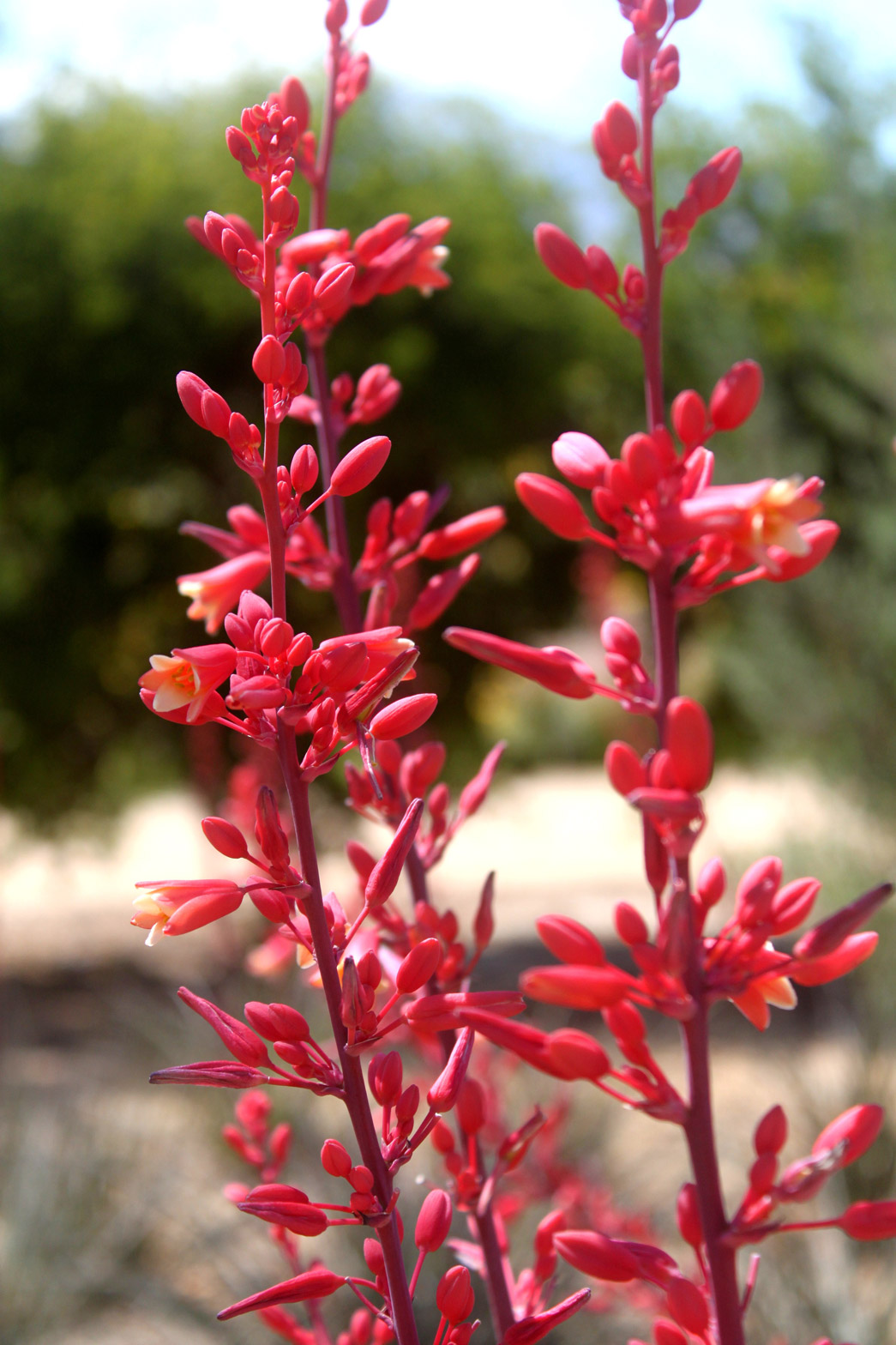 A close-up of bright red Hesperaloe flowers along a stalk.