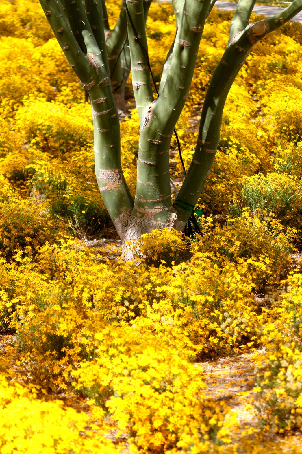 Damianita blooms under a Palo Verde tree.