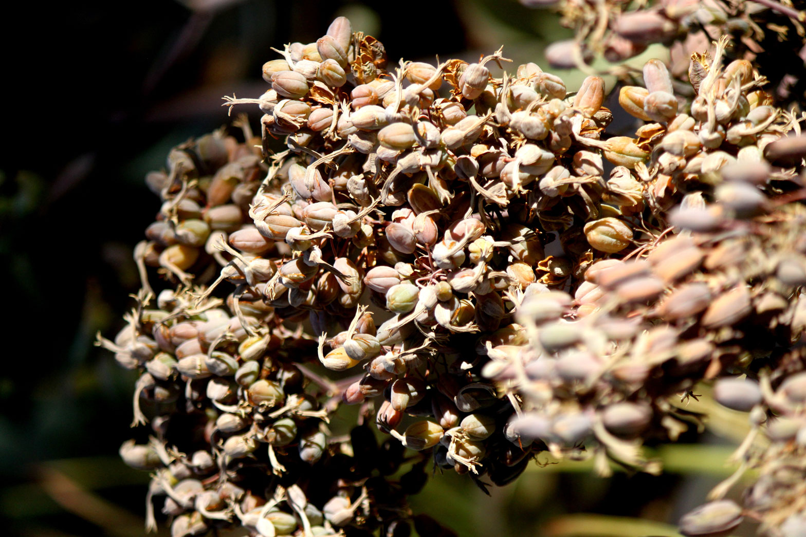 Clusters of Texas Bear Grass seed clusters.