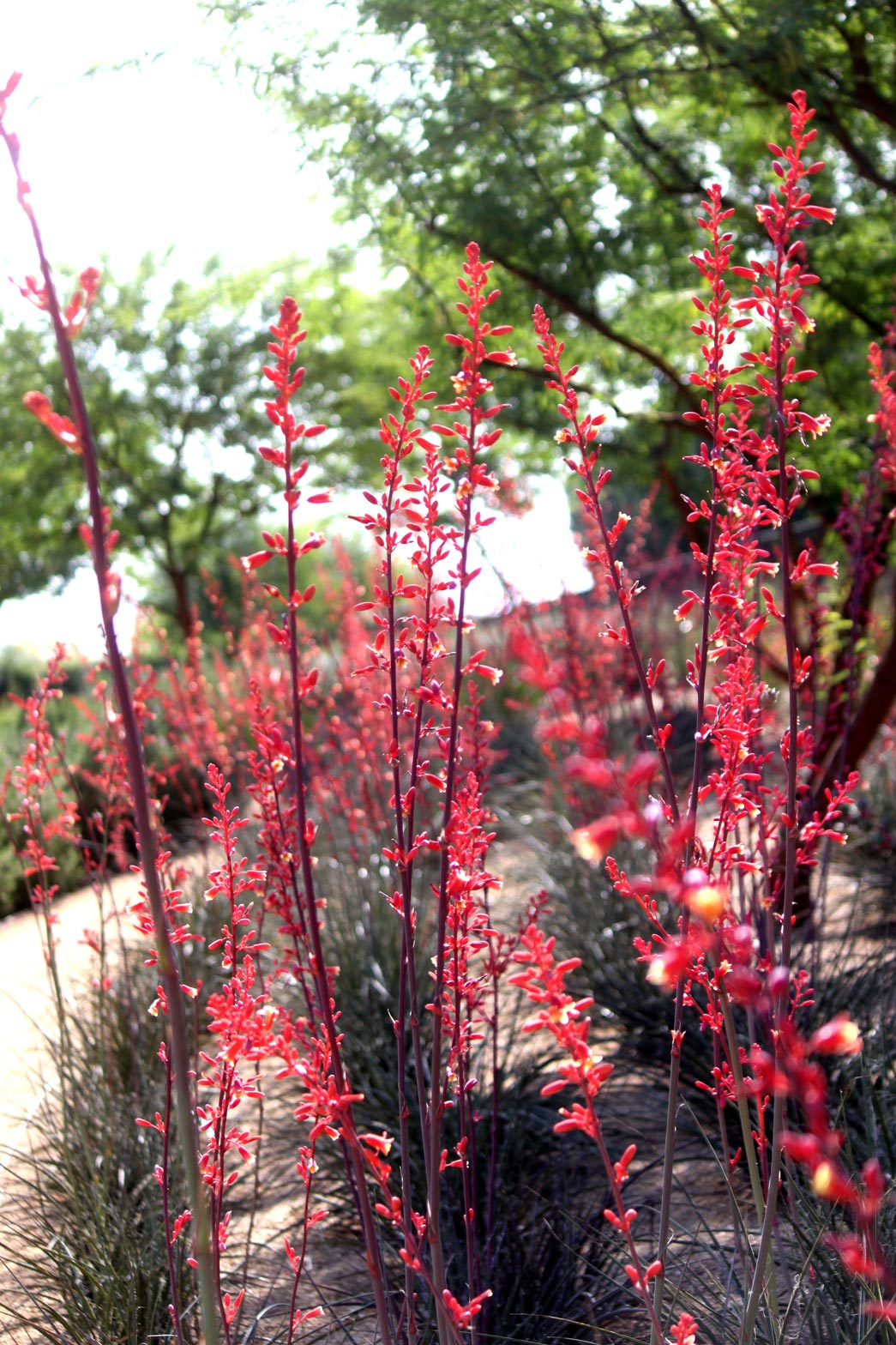 Multiple Red Hesperaloe plants bloom.