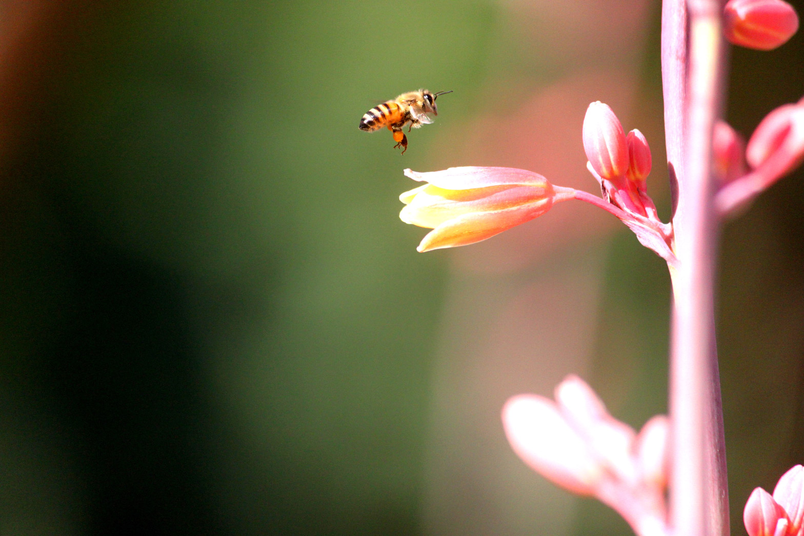 A bee visits Red Hesperaloe flowers.
