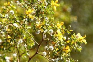 A close-up of the yellow flowers of the Creosote.