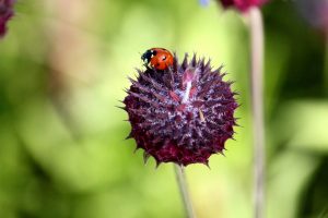 A Ladybug sits atop a purple Chia flower.