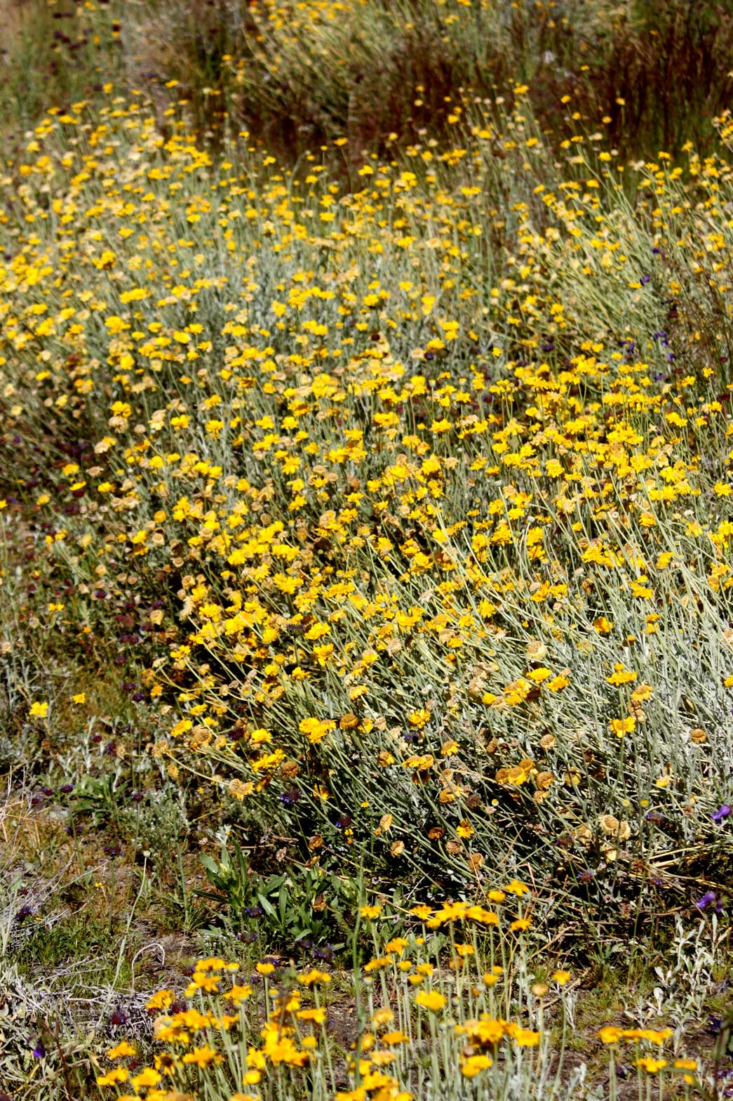 Desert Marigold blooms in the Wildflower Field at Sunnylands Center and Gardens