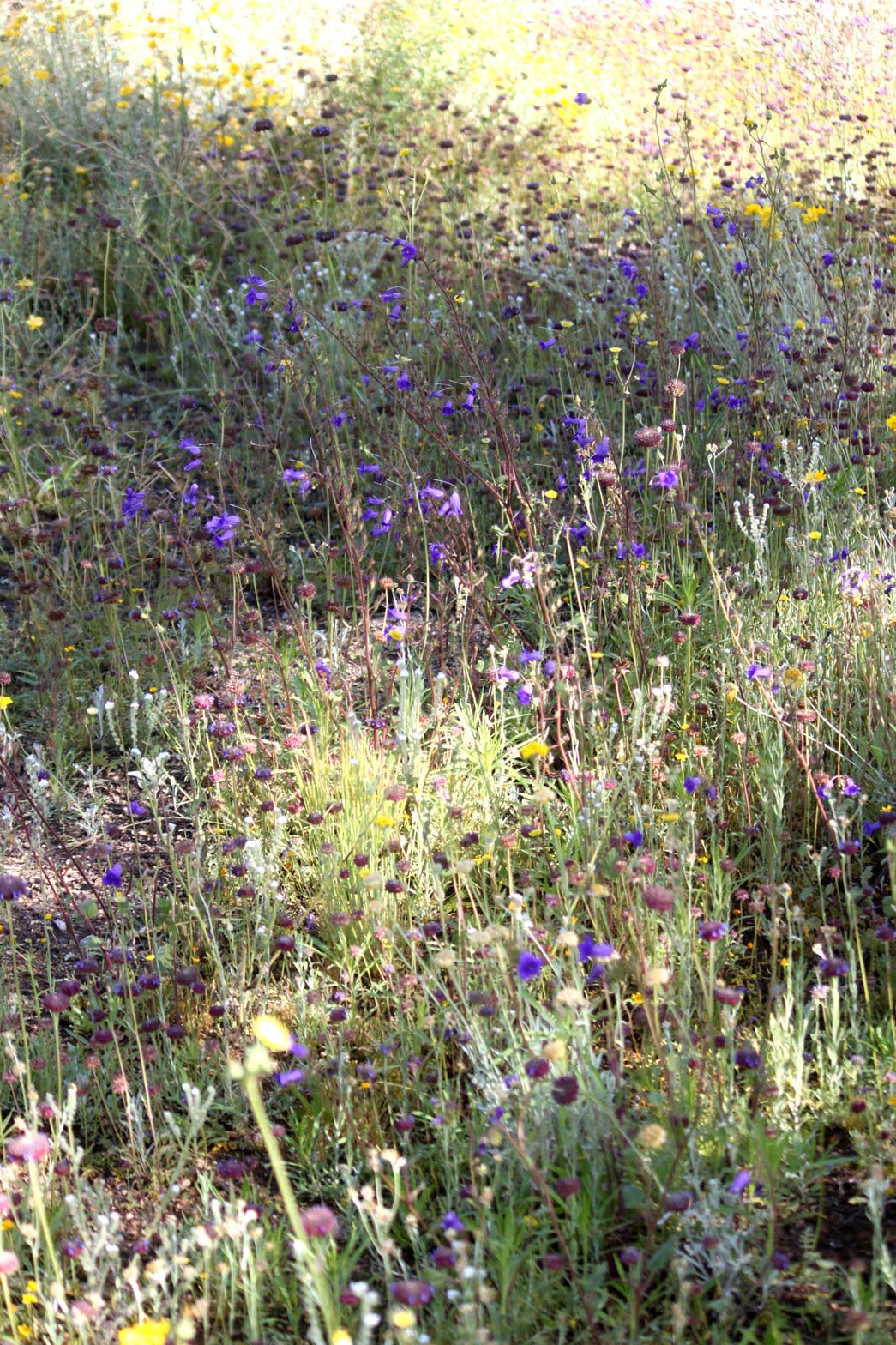 Desert Canterbury Bell flowers blooming in the Wildflower Field.