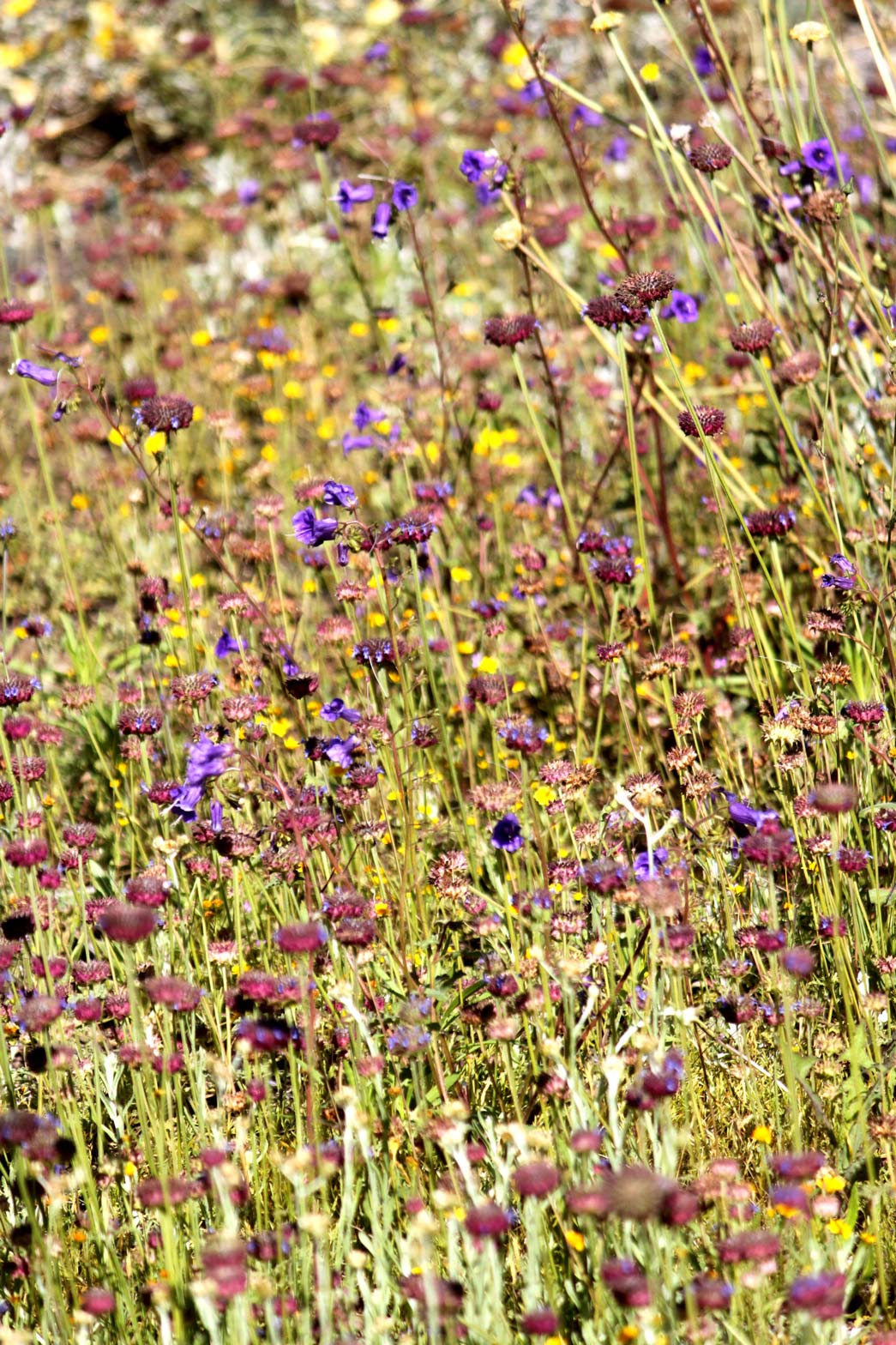 Chia flowers bloom among a variety of wildflowers in the Wildflower Field.
