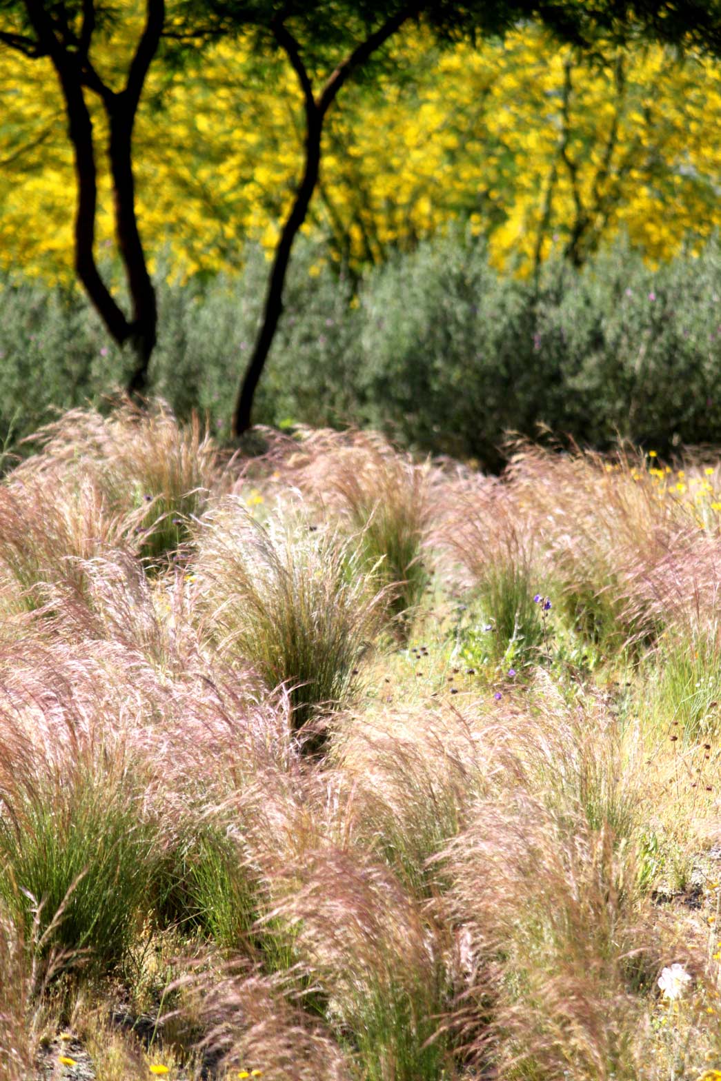 Purple Threeawn grows in the Wildflower Field.