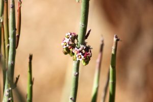 Small pink flowers hug the thin green stem of the Candelilla plant.