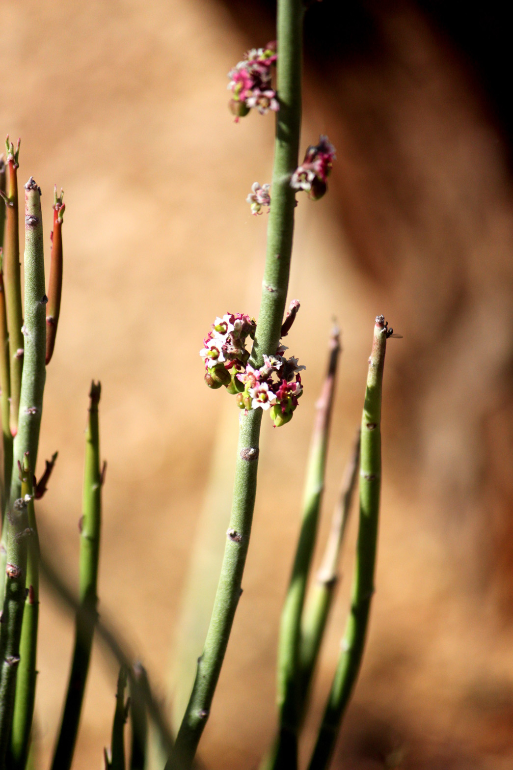 Small pink flowers hug the thin green stem of the Candelilla plant.