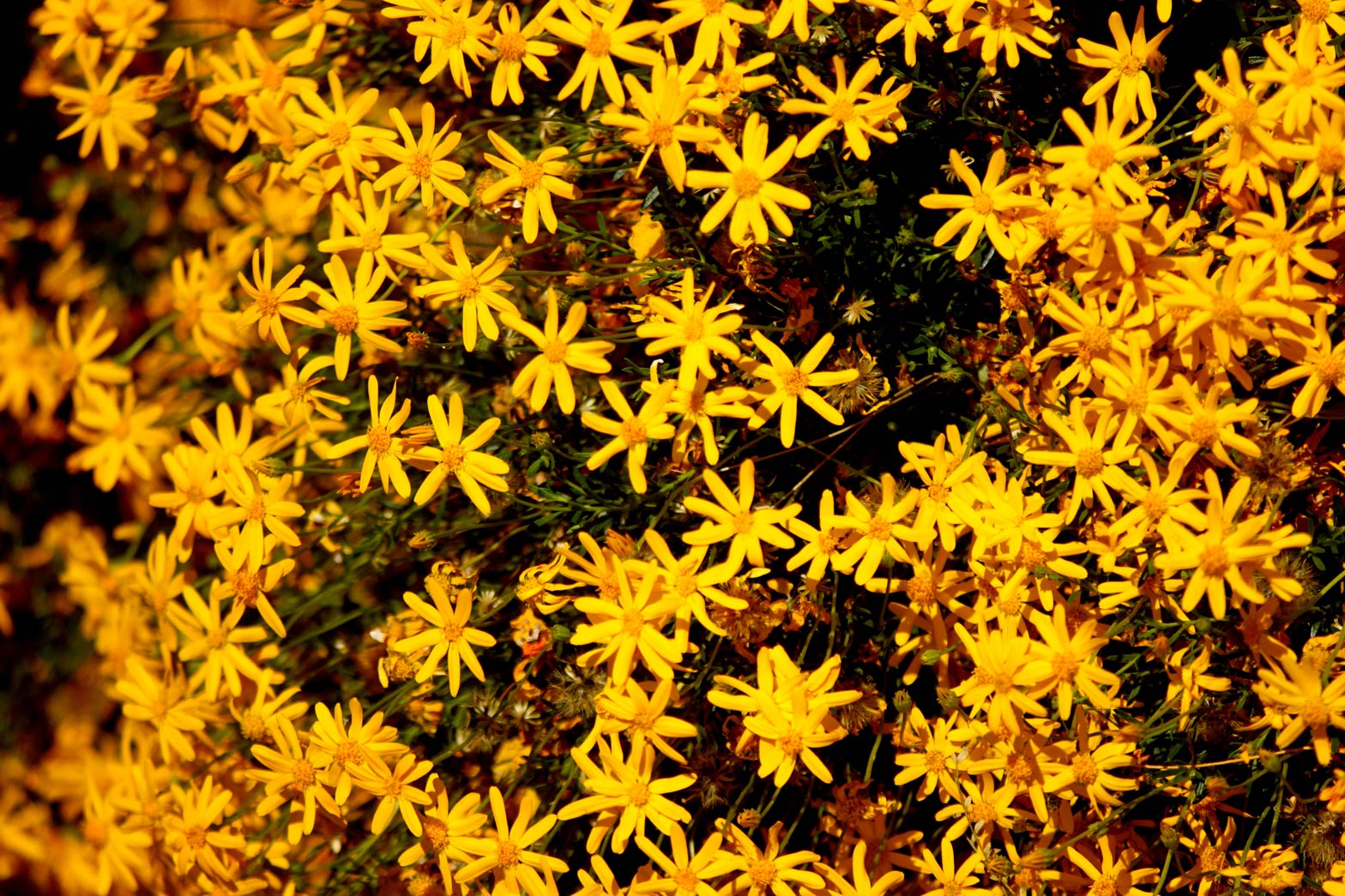 A close-up of Damianita blooms.