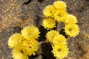 Several bright yellow Torch Cactus flowers bloom.