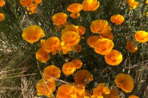 A small bunch of California Poppies bloom in the Wildflower Field at Sunnylands Center & Gardens.