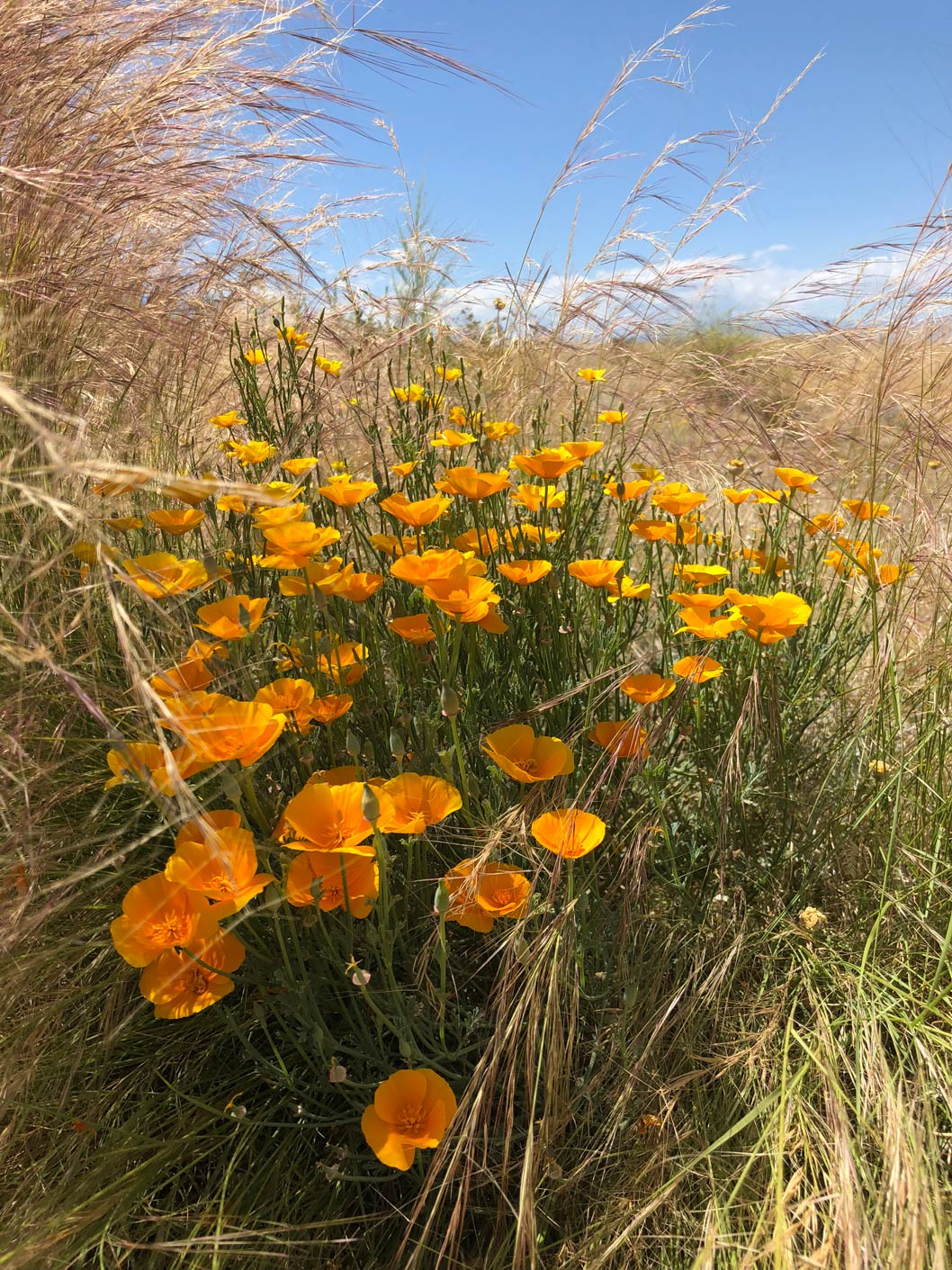 A small bunch of California Poppies bloom in the Wildflower Field at Sunnylands Center & Gardens.