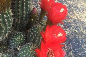 Several bright red Torch Cactus flowers bloom.