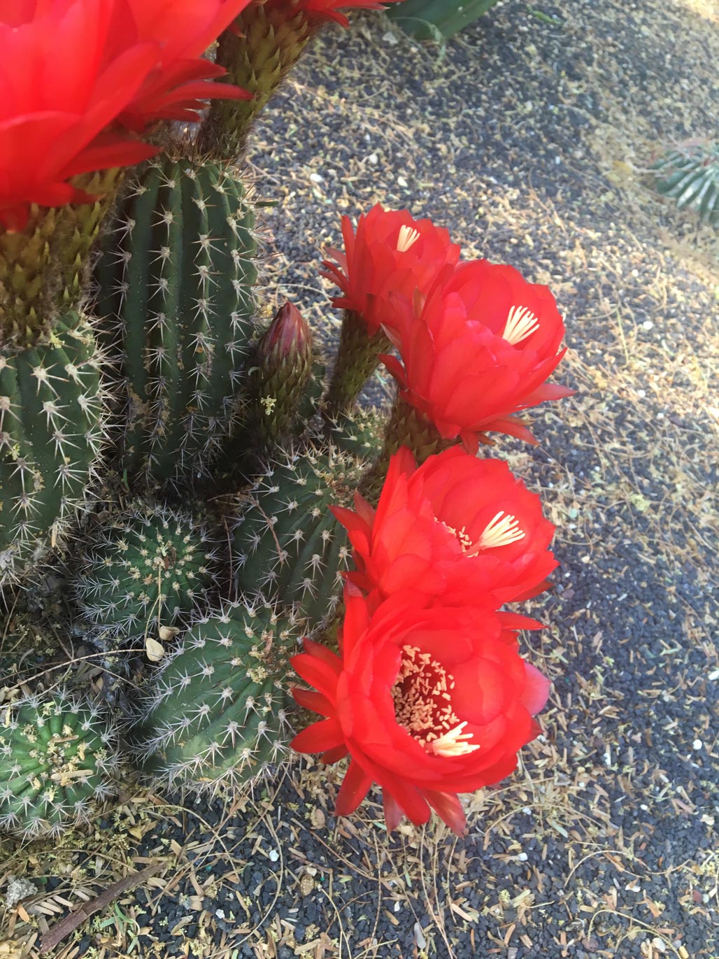 Several bright red Torch Cactus flowers bloom.
