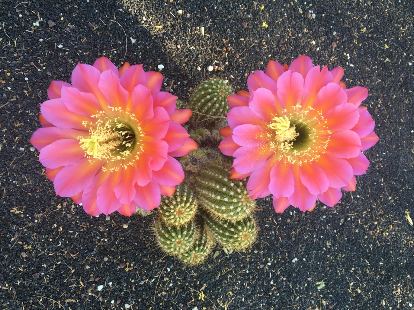 A small Torch Cactus shows off two bright pink blooms.