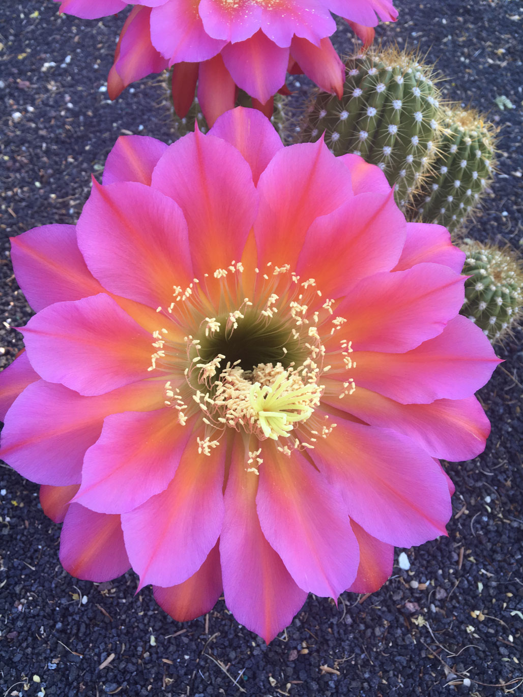 Torch Cactus - Sunnylands Art Garden