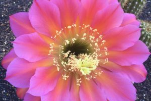 A close-up of a bright pink Torch Cactus flower.