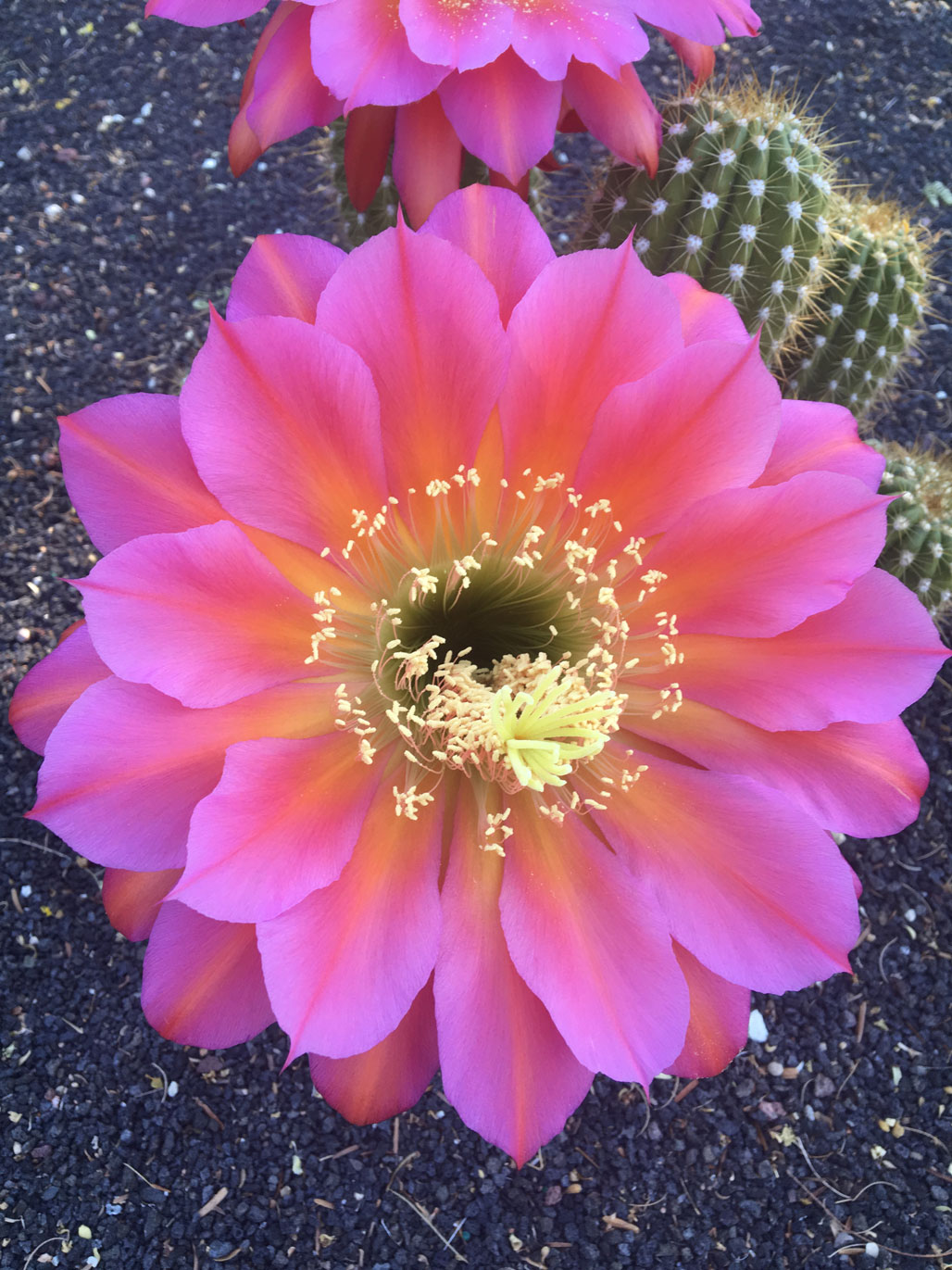 A close-up of a bright pink Torch Cactus flower.