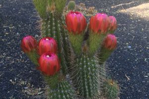 Multiple pink Torch Cactus flower buds just opening.