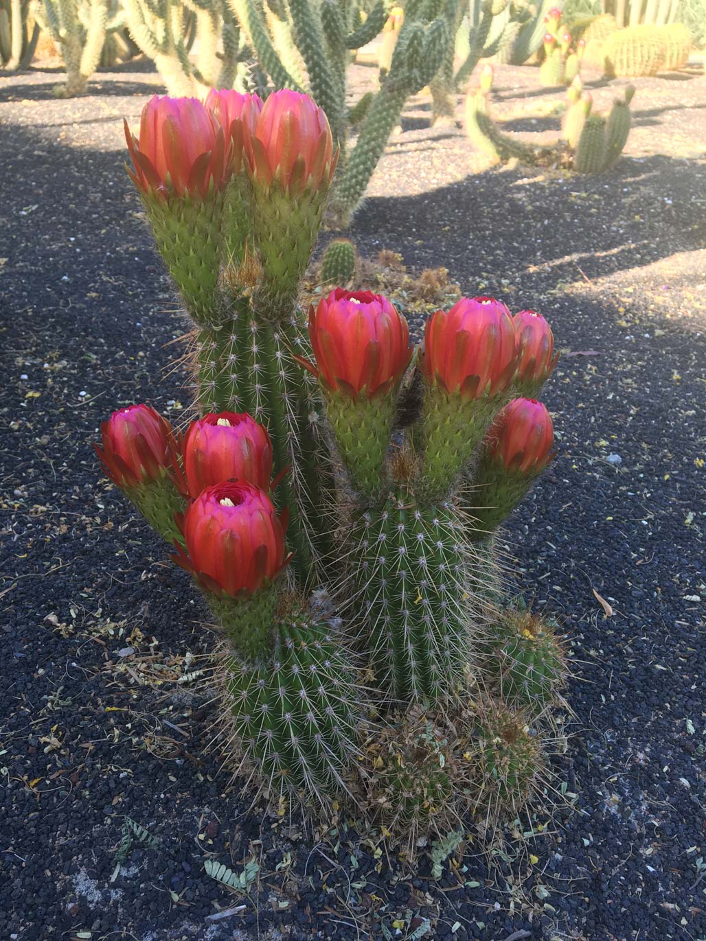 Multiple pink Torch Cactus flower buds just opening.