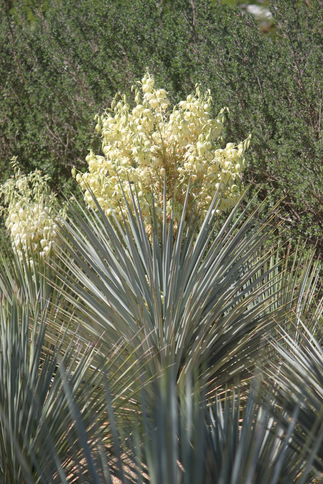 A Beaked Yucca blooms in the Gardens.