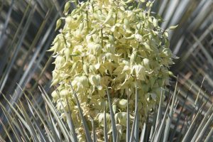 A Beaked Yucca blooms in the Gardens.