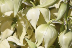 A close-up of the white blooms of the Beaked Yucca.