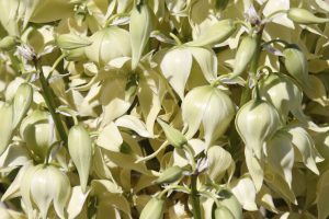 A close-up of the white blooms of the Beaked Yucca.
