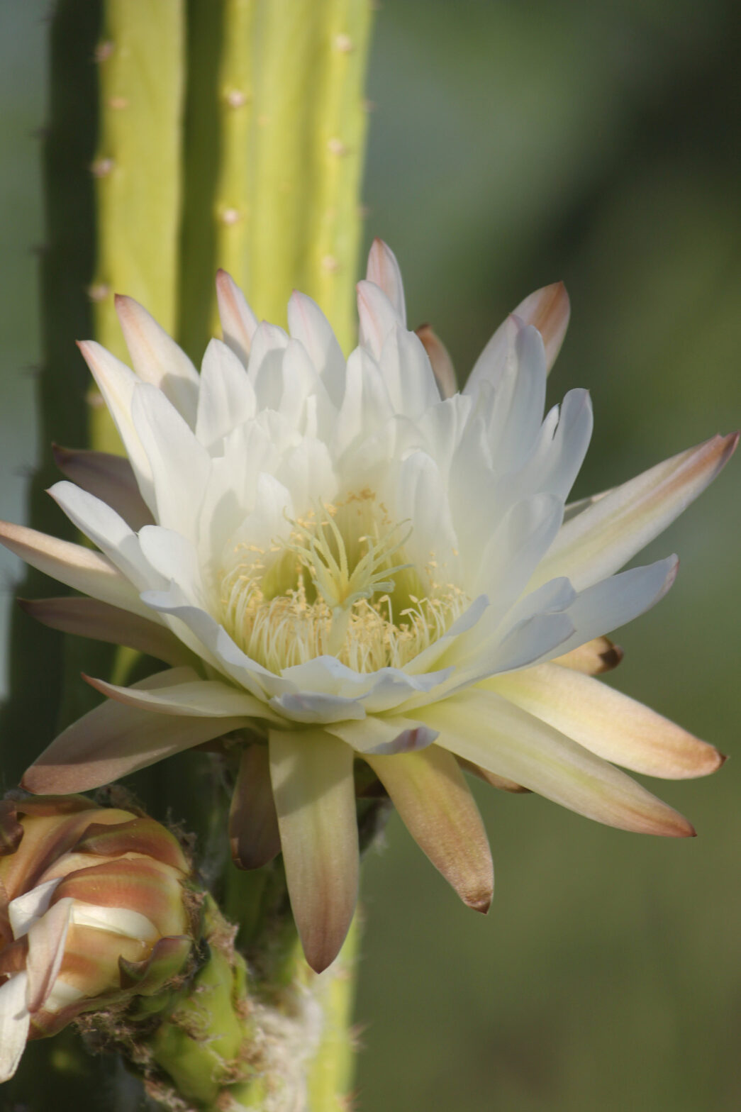 A close-up of a San Pedro bloom.