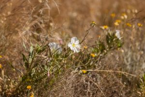 A close-up of the Desert Primrose bloom.