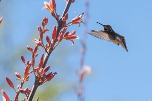 A hummingbird looking for nectar from Red Hesperaloe flowers.