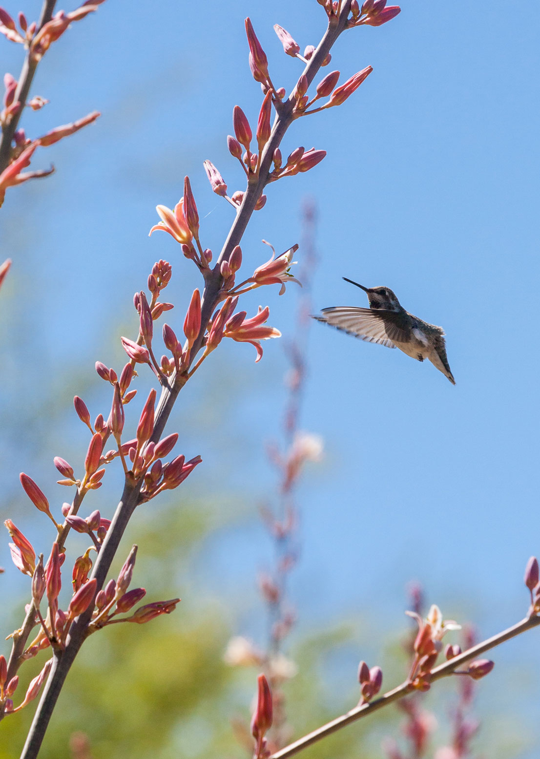 A hummingbird looking for nectar from Red Hesperaloe flowers.