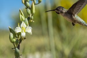 A hummingbird feeds on Giant Hesperaloe flowers.