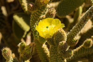 A single yellow flower blooms among several pads of Bunny Ear cactus.