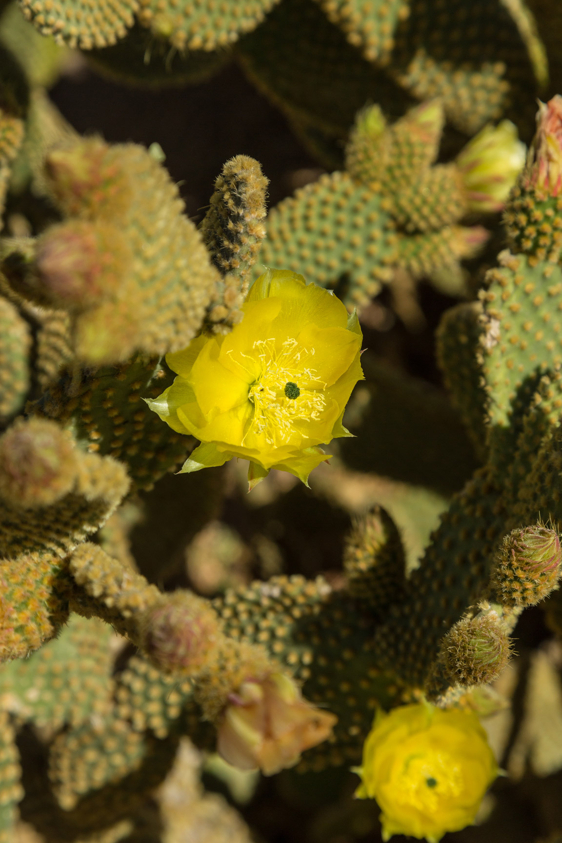 Looking down into the blooming flowers of the Bunny Ear cactus.