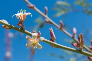 A close-up of Giant Hesperaloe flowers against a blue sky.