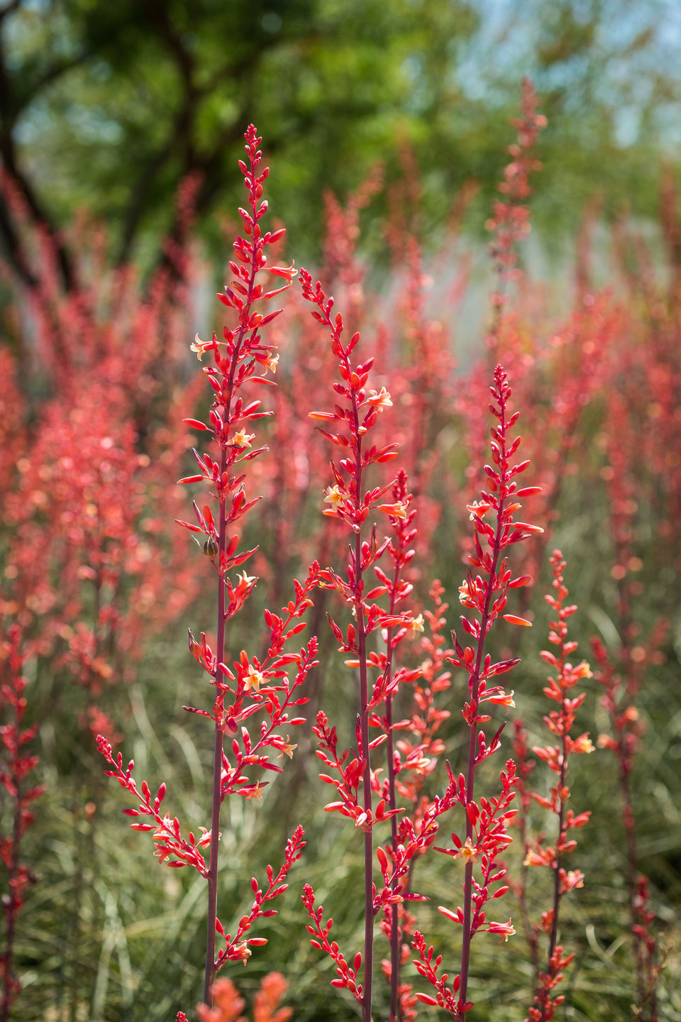 Multiple stalks of Red Hesperaloe full of deep red blooms.