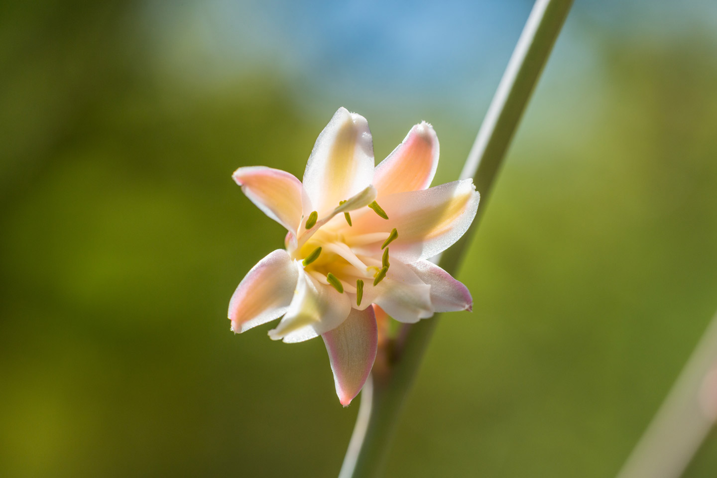 A close-up of a single pinkish-white Giant Hesperaloe flower.