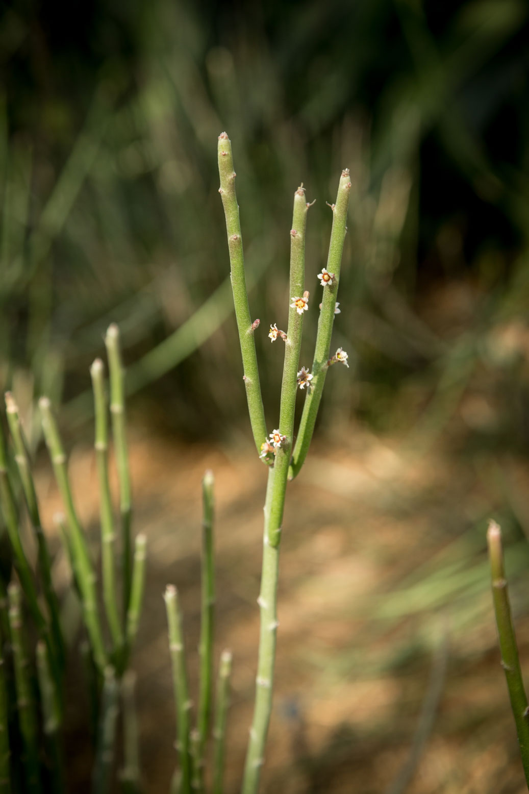 A close-up of the pencil-thin stems of the Candelilla plant without blooms.