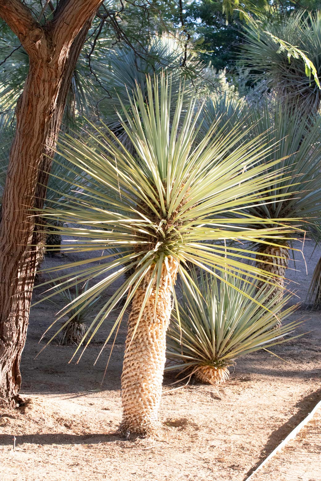 A single Beaked Yucca in the Gardens.