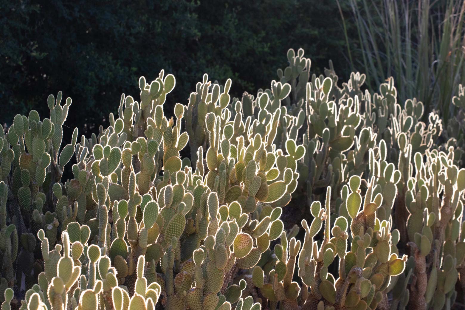 A group of Bunny Ear cactus are backlit by the sun.