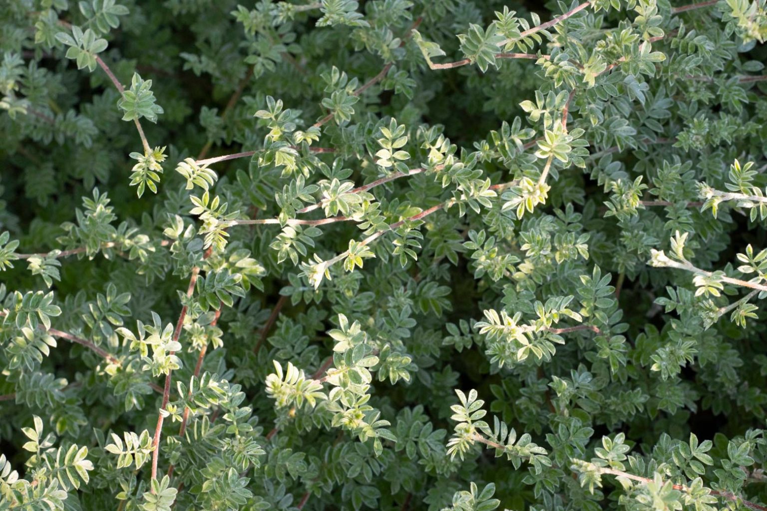 Sierra Gold Sunnylands Art Garden